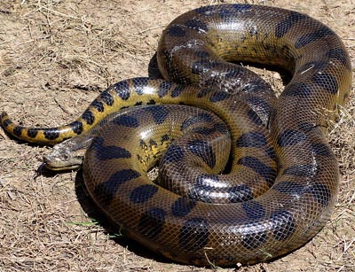 what is the largest anaconda ever recorded