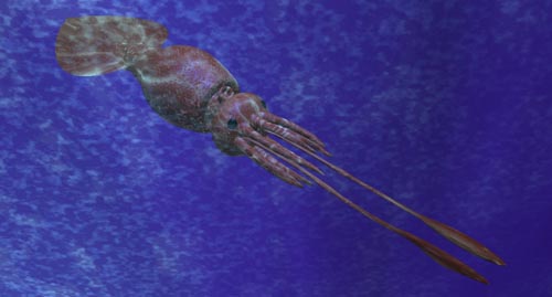 colossal squid display