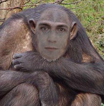 chimpanzee vs gorilla vs human